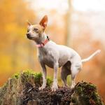 Reflective Adjustable Dog Collar in Misty Rose