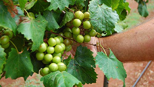 Scuppernong White Muscadine Non-Alcoholic Drink