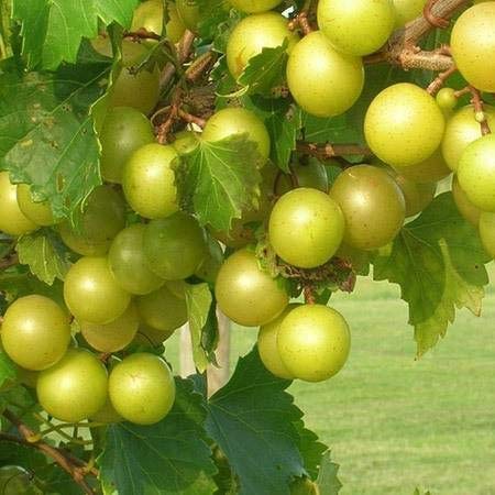 Scuppernong White Muscadine Non-Alcoholic Drink