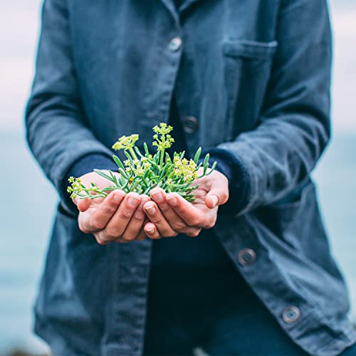 Pentire Adrift 70cl - Botanical Non Alcoholic Gin - Distilled from Native Cornish Plants - No Added Sugar - Vegan - No Artificial Flavours & Colourings - Alcohol Free Spirit