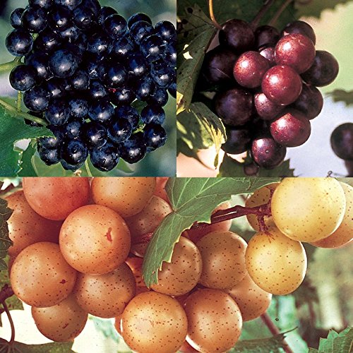 Carolina Red Non-Alcoholic Muscadine Beverage