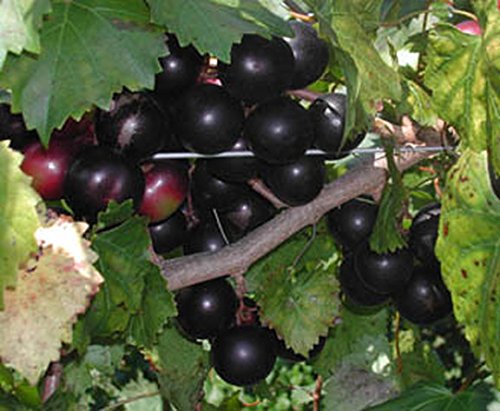 Duplin Muscadine Red Wine - Alcohol-Free