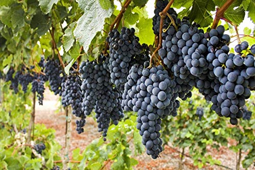 Red Muscadine Non-Alcoholic Beverage by Magnolia