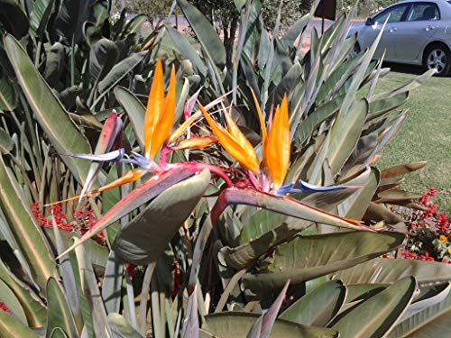 Red Muscadine Non-Alcoholic Beverage by Magnolia