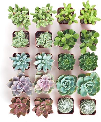 Assorted Mini Succulent Plants - 20 Pack
