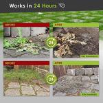 Organic Vinegar Weed Killer - Safe for Kids & Pets