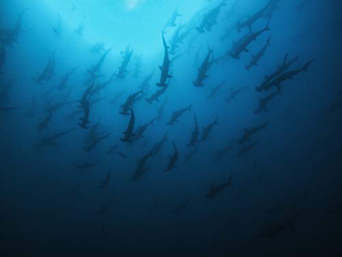 GoPro Waterproof Housing Case for HERO10 HERO9