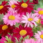 Gain 1900+ Pyrethrum Seeds for Pest Control