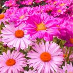 Gain 1900+ Pyrethrum Seeds for Pest Control