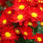Gain 1900+ Pyrethrum Seeds for Pest Control