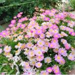 Gain 1900+ Pyrethrum Seeds for Pest Control