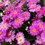 Gain 1900+ Pyrethrum Seeds for Pest Control