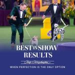 Chris Christensen Professional Dog Brush with Stainless Steel Pins