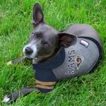 NFL Los Angeles Rams Dog and Cat Hoodie