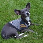 NFL Los Angeles Rams Dog and Cat Hoodie