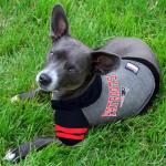 NFL New England Patriots Pet Hoodie for Dogs & Cats
