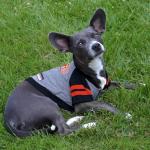 Chicago Bears Hoodie for Dogs and Cats