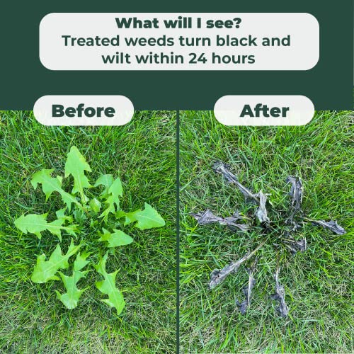 Mighty Mint Weed Killer - Safe for Lawns - 1 Gallon