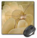 Colorful Shrimp on Bubble Coral Mouse Pad