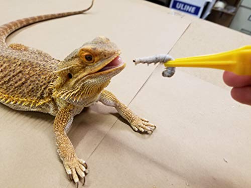 Premium Live Silkworms for Bearded Dragons and More