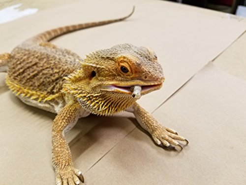 Premium Live Silkworms for Bearded Dragons and More