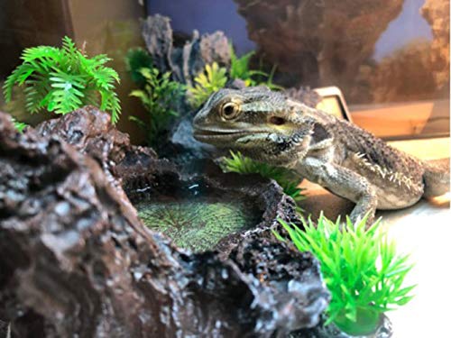 Bearded Dragon Habitat Climbing Platform and Décor