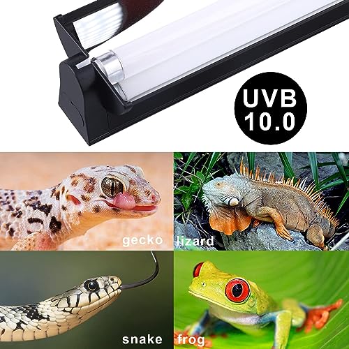 Keyoung UVB Lighting Combo for Bearded Dragons