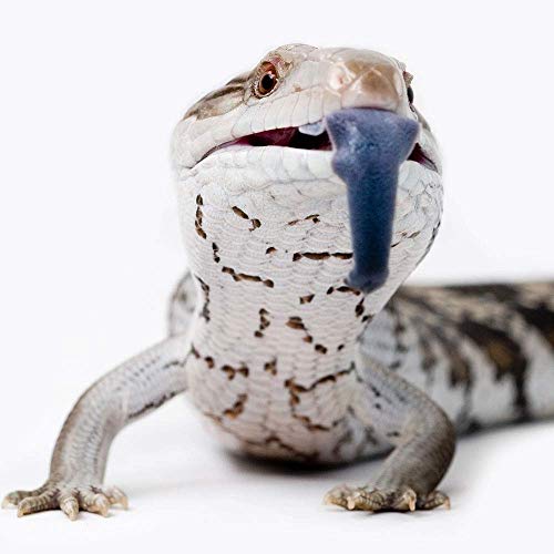 Healthy Herp Grasshopper Treats for Bearded Dragons