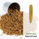 Dried Black Soldier Fly Larvae for Bearded Dragons