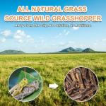 Natural Dried Grasshoppers for Bearded Dragons and More
