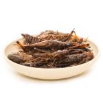 6 Pack Canned Grasshoppers for Bearded Dragons