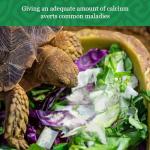 Calcium Powder for Bearded Dragons and Reptiles