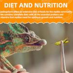 6 Pack Canned Grasshoppers for Bearded Dragons