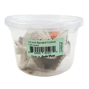 Banded Crickets for Bearded Dragons - 120 Count