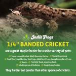Banded Crickets for Bearded Dragons - 120 Count