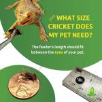 Banded Crickets for Bearded Dragons - 120 Count