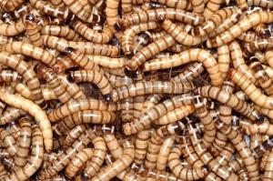 Live Superworms for Bearded Dragons - 100 Count