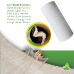 Banded Crickets for Bearded Dragons - 120 Count