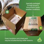 Banded Crickets for Bearded Dragons - 120 Count