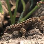 Banded Crickets for Bearded Dragons - 120 Count