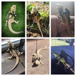 Bearded Dragon Harness and Leash Set - 3 Sizes