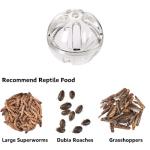 Bearded Dragon Interactive Foraging Ball Toy