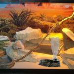 Automatic 13.5oz Water Dish for Reptiles