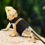 Bearded Dragon Harness and Leash Set - Escape Proof