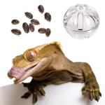 Bearded Dragon Interactive Foraging Ball Toy