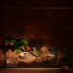 4-Piece Food and Water Bowl Set for Reptiles