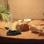 Automatic 13.5oz Water Dish for Reptiles