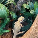 NEPTONION Reptile Drink Fountain with Snack Trough