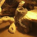 4-Piece Food and Water Bowl Set for Reptiles