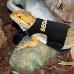 Bearded Dragon Harness and Leash Set - Escape Proof